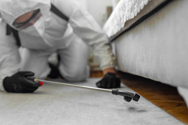 Professional Bed Bug Control technician working in Alamo, TX